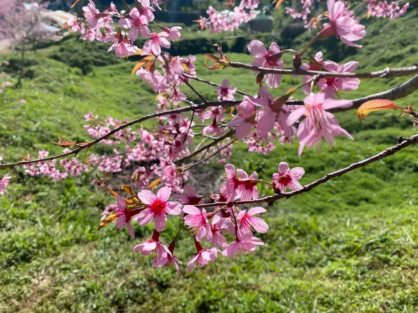 Phaya Suea Krong Flower Prunus Cerasoides Flower Queen Tiger Flower — Stock Photo, Image