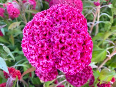 Göz alıcı Celosia argentea rengi mi yoksa arka planda gümüş horoz tarağı mı?.