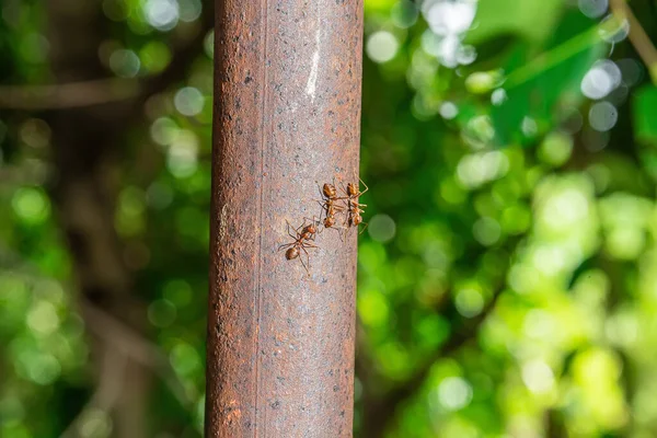 Červení Mravenci Kráčející Železné Tyči Přírodním Pozadí — Stock fotografie