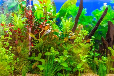 Su altı manzarası doğa akvaryum akvaryum akvaryumu çeşitli su bitkileri, taşlar ve bitki süslemeleri ile.