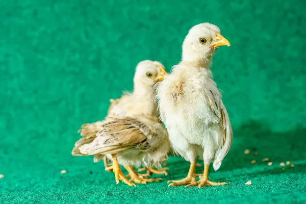 Les Poussins Serama Jaune Sur Fond Gazon Artificiel — Photo