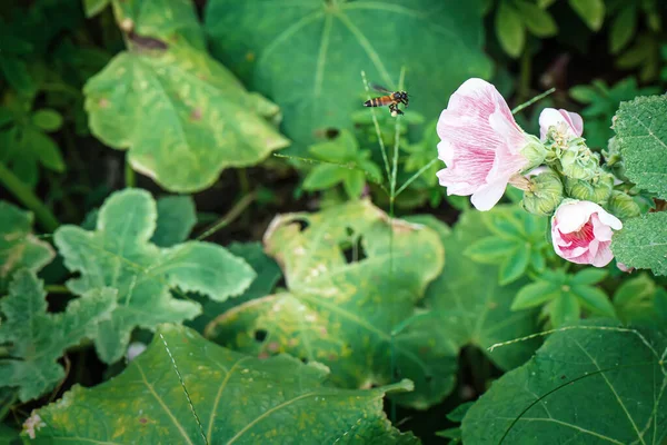 Hollyhock Kwiat Jest Wiele Kolorów Piękne Przyrodzie Pszczół Latających Dla — Zdjęcie stockowe