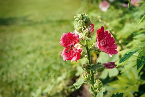 Hollyhock Çiçeği Polenler Için Uçan Arılarla Birlikte Doğada Birçok Renk — Stok fotoğraf