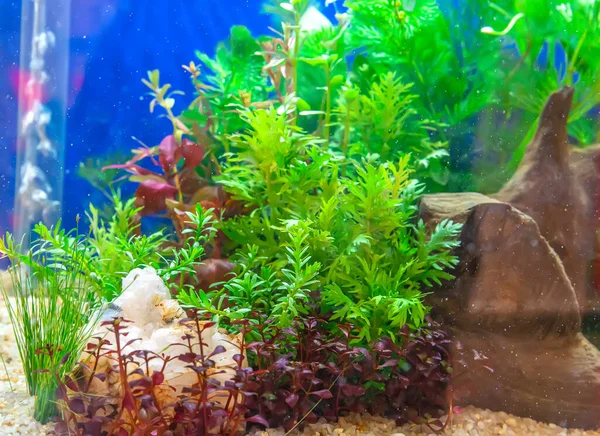 Unterwasserlandschaft Natur Wald Stil Aquarium Tank Mit Einer Vielzahl Von — Stockfoto