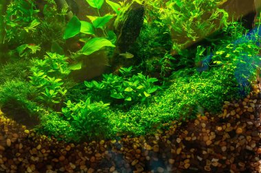 Su altı manzarası doğa akvaryum akvaryum akvaryumu çeşitli su bitkileri, taşlar ve bitki süslemeleri ile.