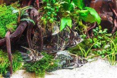 Su altı manzarası doğa akvaryum akvaryum akvaryumu çeşitli su bitkileri, taşlar ve bitki süslemeleri ile.