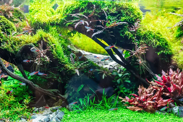 Undervattens Landskap Natur Skog Stil Akvarium Tank Med Mängd Olika — Stockfoto