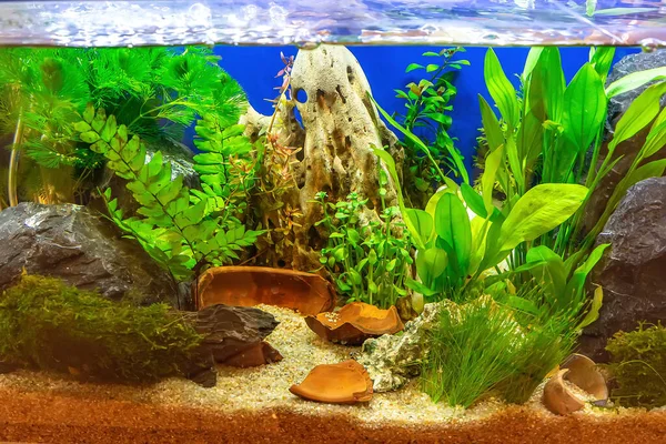 Unterwasserlandschaft Natur Wald Stil Aquarium Tank Mit Einer Vielzahl Von — Stockfoto