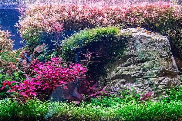 Onderwater Landschap Natuur Bos Stijl Aquarium Tank Met Een Verscheidenheid — Stockfoto