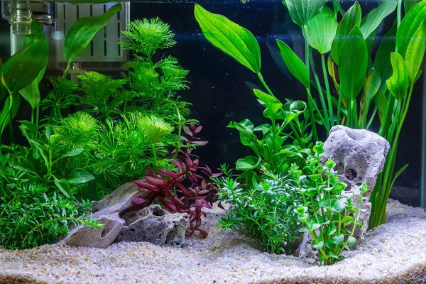 Su altı manzarası doğa akvaryum akvaryum akvaryumu çeşitli su bitkileri, taşlar ve bitki süslemeleri ile.