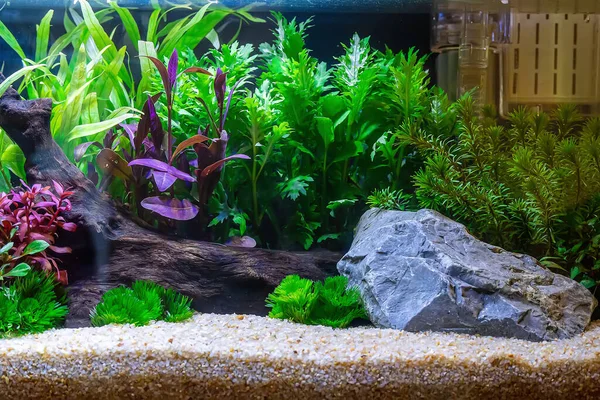 Underwater landscape nature forest style aquarium tank with a variety of aquatic plants, stones and herb decorations.