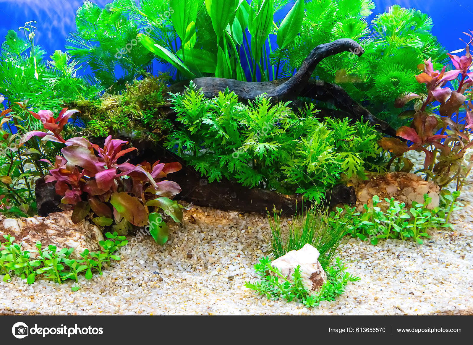Underwater Landscape Nature Forest Style Aquarium Tank Variety