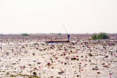 Chaiyaphum, Tayland - 11 Nisan 2022 - Thung Bua Daeng, Bueng Lahan, Chaiyaphum, Tayland.