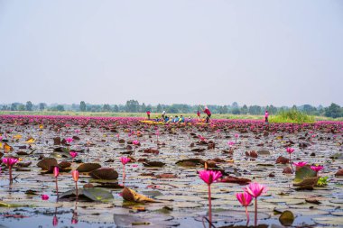 Chaiyaphum, Tayland - 11 Nisan 2022 - Thung Bua Daeng, Bueng Lahan, Chaiyaphum, Tayland.