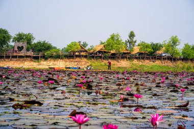 Chaiyaphum, Tayland - 11 Nisan 2022 - Thung Bua Daeng, Bueng Lahan, Chaiyaphum, Tayland.