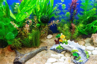 Su altı manzarası doğa akvaryum akvaryum akvaryumu çeşitli su bitkileri, taşlar ve bitki süslemeleri ile.