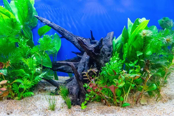 Su altı manzarası doğa akvaryum akvaryum akvaryumu çeşitli su bitkileri, taşlar ve bitki süslemeleri ile.