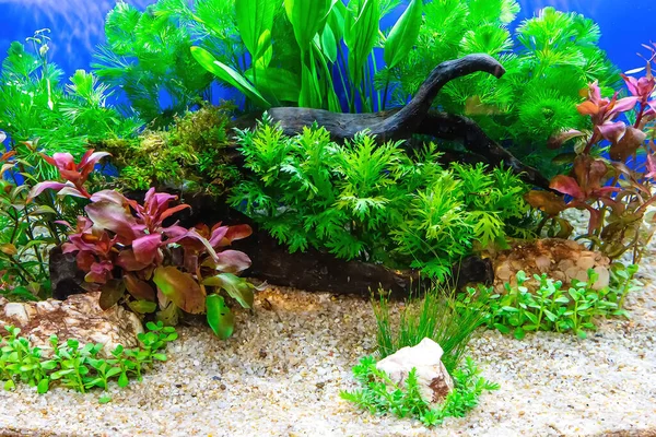 Underwater landscape nature forest style aquarium tank with a variety of aquatic plants, stones and herb decorations.