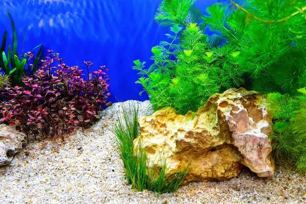 Podwodny Krajobraz Natura Las Styl Akwarium Zbiornik Różnych Roślin Wodnych — Zdjęcie stockowe