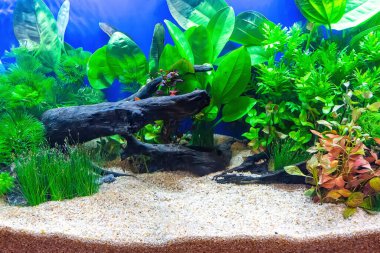 Su altı manzarası doğa akvaryum akvaryum akvaryumu çeşitli su bitkileri, taşlar ve bitki süslemeleri ile.