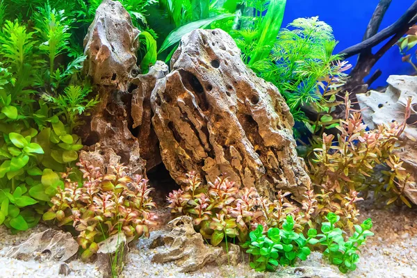 Underwater landscape nature forest style aquarium tank with a variety of aquatic plants, stones and herb decorations.