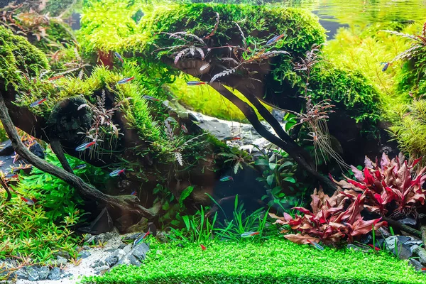 풍경의 스타일 아쿠아리움 탱크에는 수생식물 — 스톡 사진