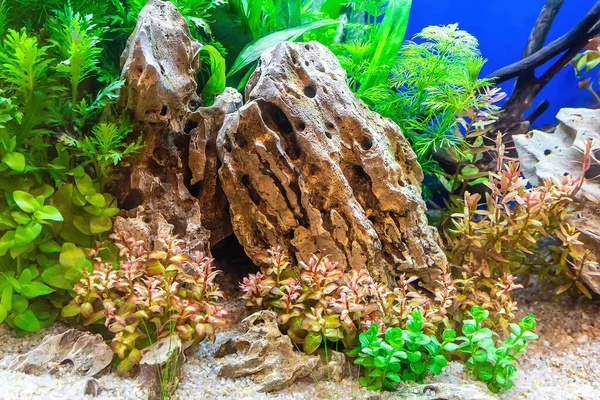 Podvodní Krajina Příroda Lesní Styl Akvárium Tank Řadou Vodních Rostlin — Stock fotografie