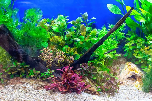 Undervattens Landskap Natur Skog Stil Akvarium Tank Med Mängd Olika — Stockfoto