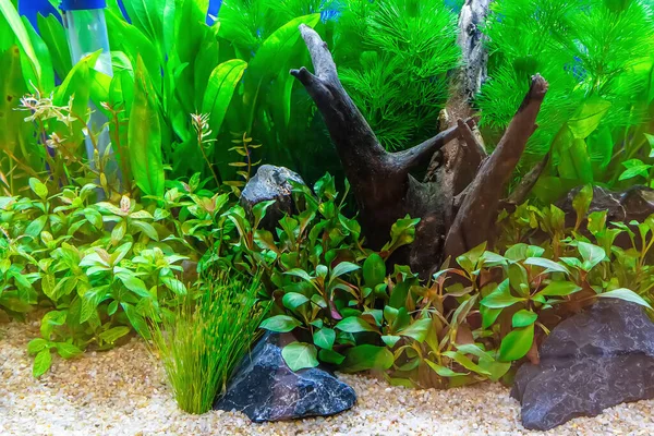 Underwater Landscape Nature Forest Style Aquarium Tank Variety Aquatic Plants — Stock Photo, Image