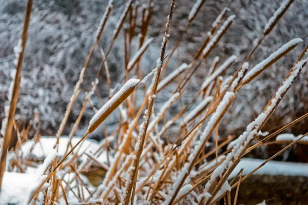 Neve Nas Canas Crescidas Nas Margens Rio Fotografia De Stock