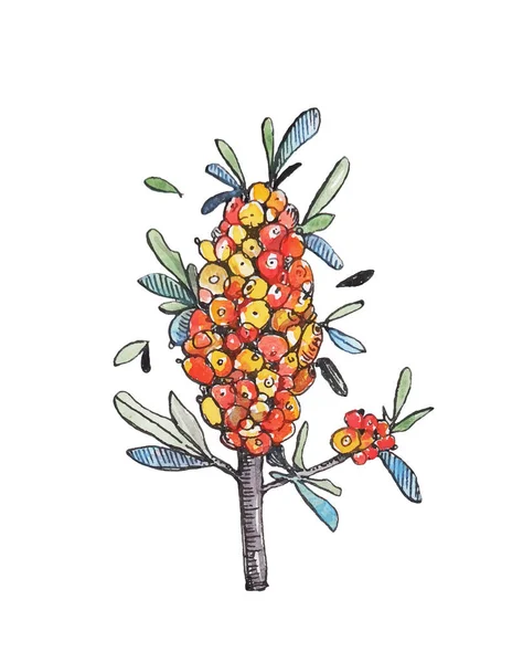 Watercolor Botanical Illustration Sea Buckthorn — 图库矢量图片