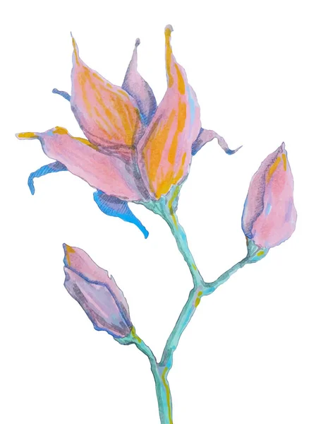 Vecteur Dessin Marqueurs Magnolia Fleurs — Image vectorielle
