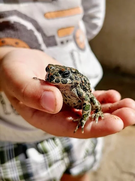 Een aardpad op een kind hand mensenhand in een handschoen houdt een aardpad vast — Stockfoto