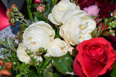 Çiçek açmış pembe bir gül. Bahçedeki güzel pembe çiçek