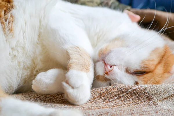 Червоний кіт з білими плямами сонний. Крупним планом вид на розслабленого червоного кота — стокове фото