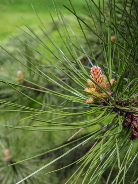 Landskapsplanering Parkarkitektur Sommarlandskap Högkvalitativt Foto — Stockfoto