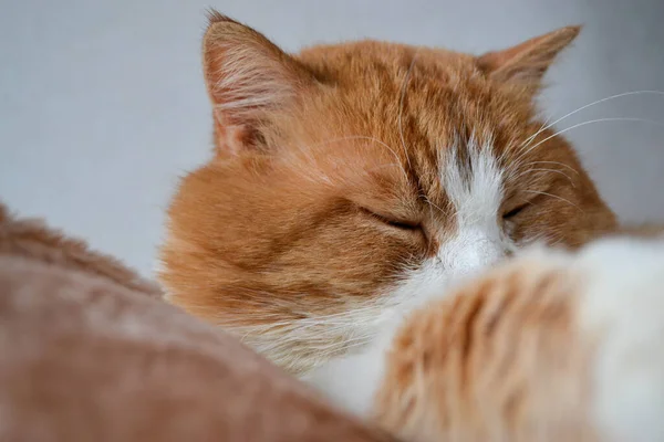 Kucing Merah Dengan Bintik Bintik Putih Mengantuk Pandangan Dekat Kucing — Stok Foto