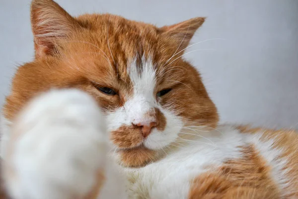 Red Cat White Spots Sleepy Close View Relax Red Cat — Stock Photo, Image