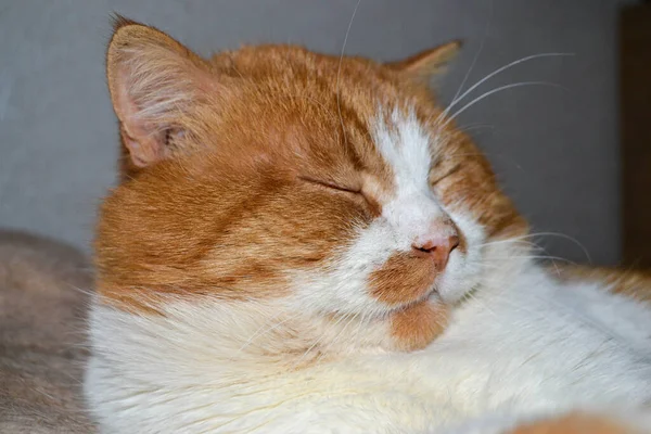 Червоний Кіт Білими Плямами Сонний Вид Крупним Планом Розслабленого Червоного — стокове фото