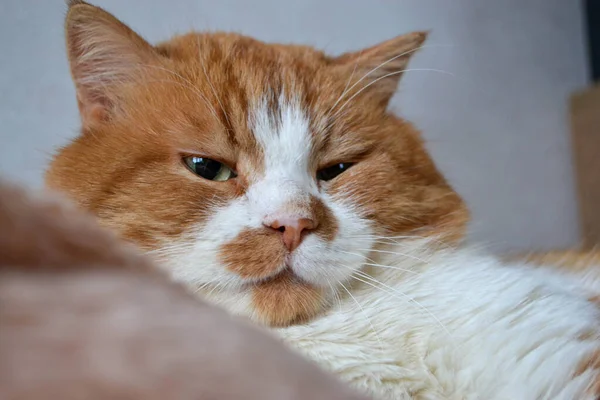 Червоний кіт з білими плямами сонний. Крупним планом вид на розслабленого червоного кота — стокове фото