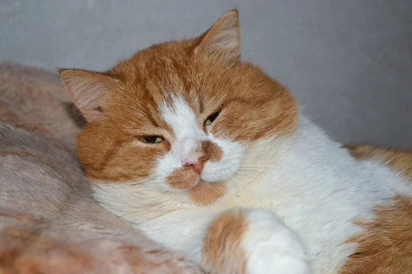 Kucing merah menyala pada selimut putih, cahaya dari jendela. Seekor kucing jahe yang indah terletak. — Stok Foto