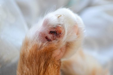 Cats feet are wounds clipart