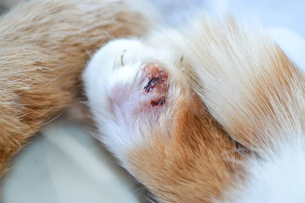Pés de gatos são feridas — Fotografia de Stock