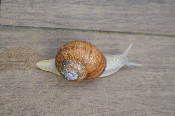 Roman Snail Helix Pomatia Κοινό Σαλιγκάρι Από Ευρωπαϊκούς Κήπους Και — Φωτογραφία Αρχείου