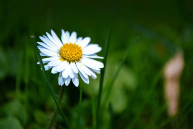 Yeşil çimlerin ve yaprakların arasında papatya çiçeği
