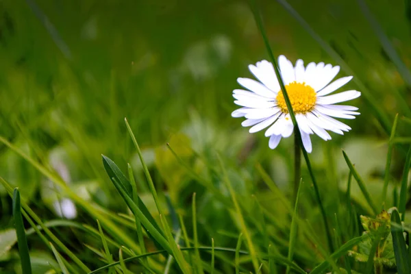 Yeşil çimlerin ve yaprakların arasında papatya çiçeği
