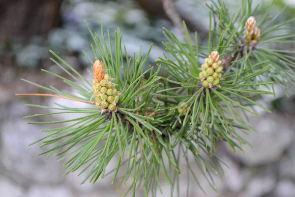 A twig of pine and a young pine cone. — 스톡 사진