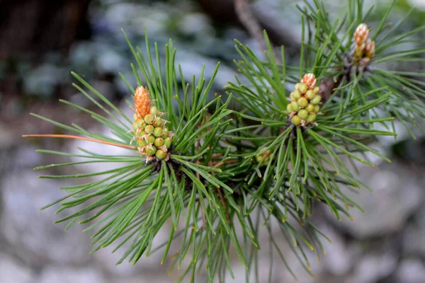 A twig of pine and a young pine cone. — Foto de Stock