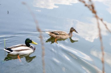 Bir hayvan, yaban arısı ve gölette yüzen bir ördek görüntüsü. Yüksek kalite fotoğraf