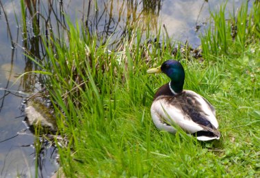 Bir hayvan, yaban arısı ve gölette yüzen bir ördek görüntüsü. Yüksek kalite fotoğraf